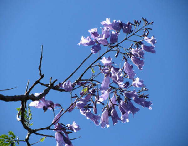 Cutting Propagation of Jacaranda copaia