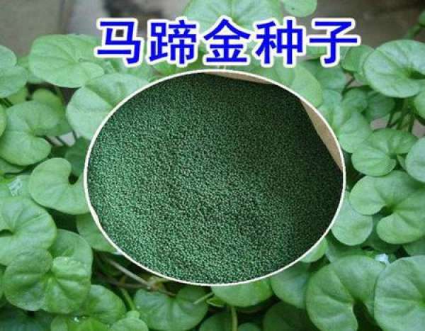 Preparation of Dichondra repens