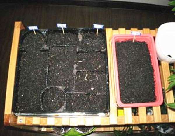 Preparation of Dichondra repens