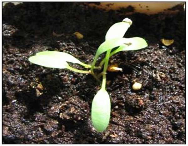 Preparation of Dichondra repens