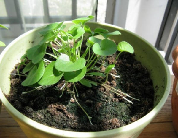 Post-sowing of Dichondra repens