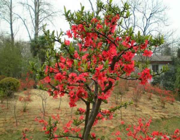 Appearance of Chaenomeles speciosa