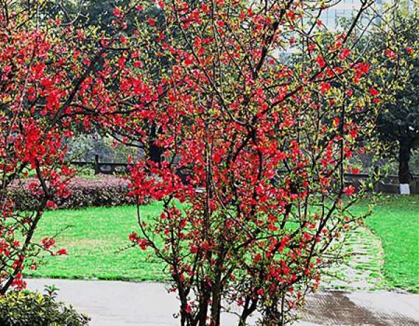 Appearance of Chaenomeles speciosa