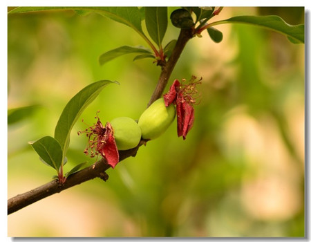 木瓜海棠花果子图片图片