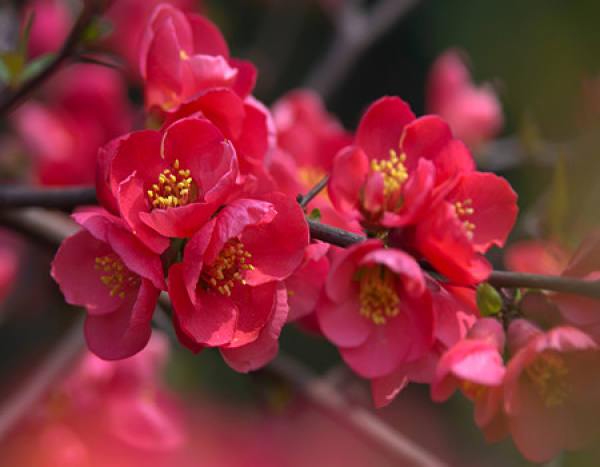 The flowers of Begonia pedunculata
