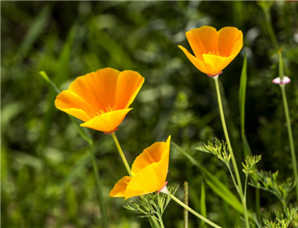 Flowering period of strychnine