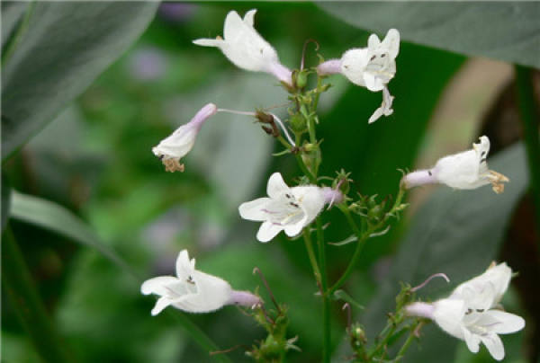 Flowering period of penstemon campanulata Flowering period of penstemon campanulata