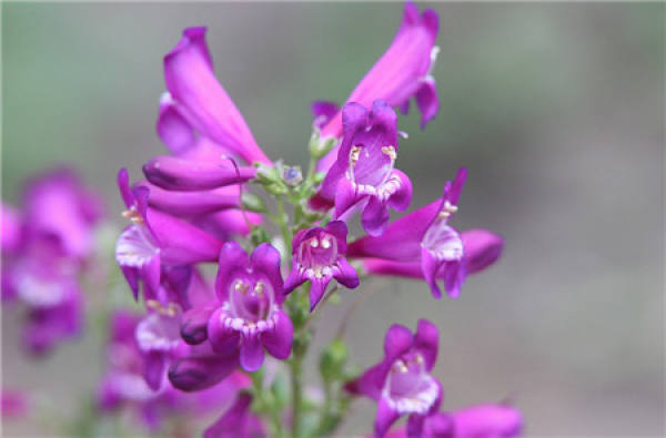 Flowering period of penstemon campanulata Flowering period of penstemon campanulata