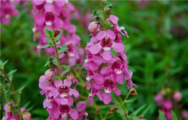 the flowering period of the fishing bell willow the flowering period of the fishing bell willow