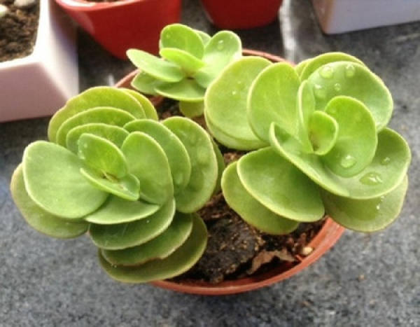 Types of Z. zamiifolia and Z. zamiifolia