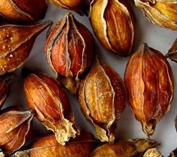 Medicinal and edible value of Gardenia jasminoides Ellis The Plant Aide