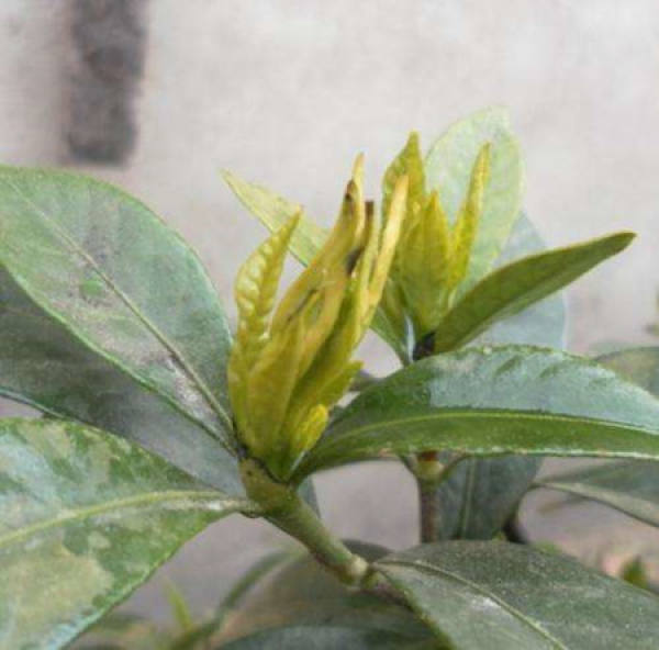 Fructus Gardenia