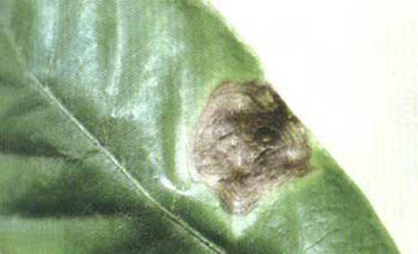 Fructus Gardenia