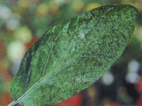 Gardenia jasminoides Ellis yellow disease