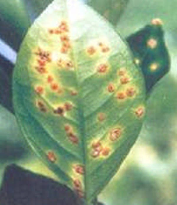 Fructus Gardenia