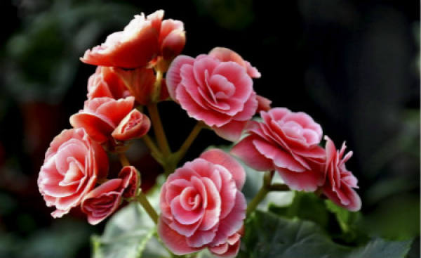 Watering Techniques and Precautions for Rieger Begonia