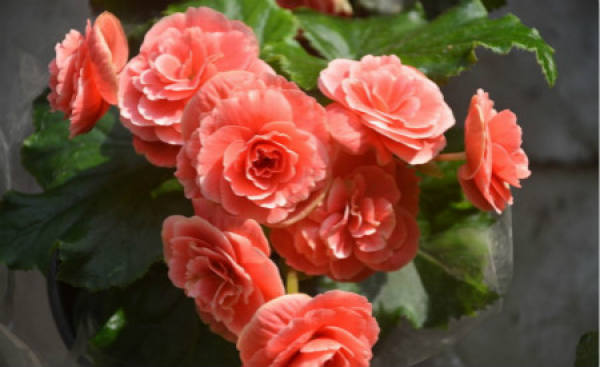 Watering time of Rieger Begonia