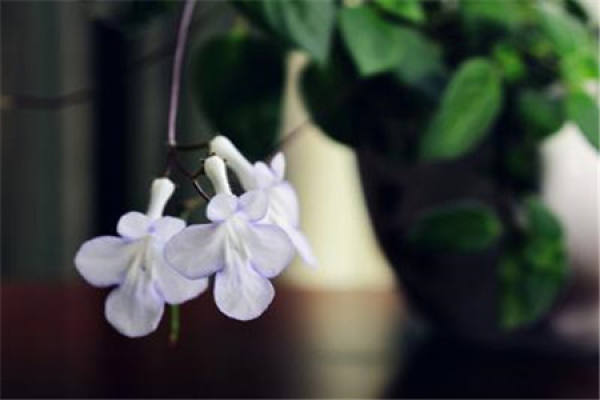 Dolphin Flower Temperature