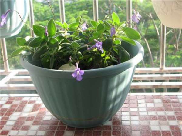 Dolphin flower soil