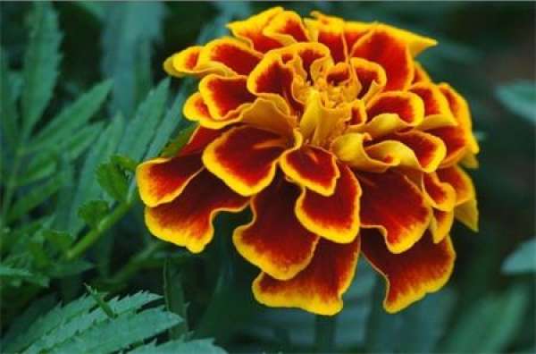 Tagetes patula pictures