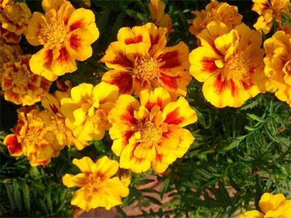 Tagetes patula pictures