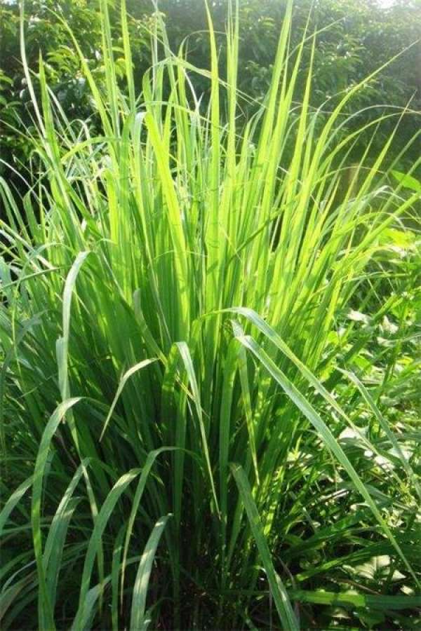 Citronella pictures