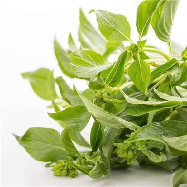 Observing leaves to distinguish basil and Schizonepeta