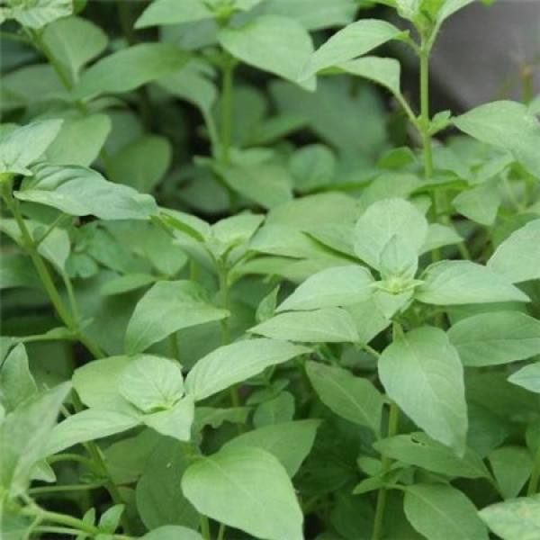 Distinguish Basil and Schizonepeta from Petiole
