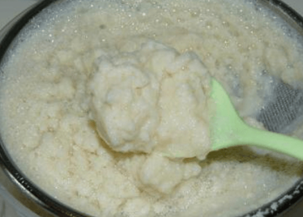 Cultivating gardenia microphylla with soybean milk residues