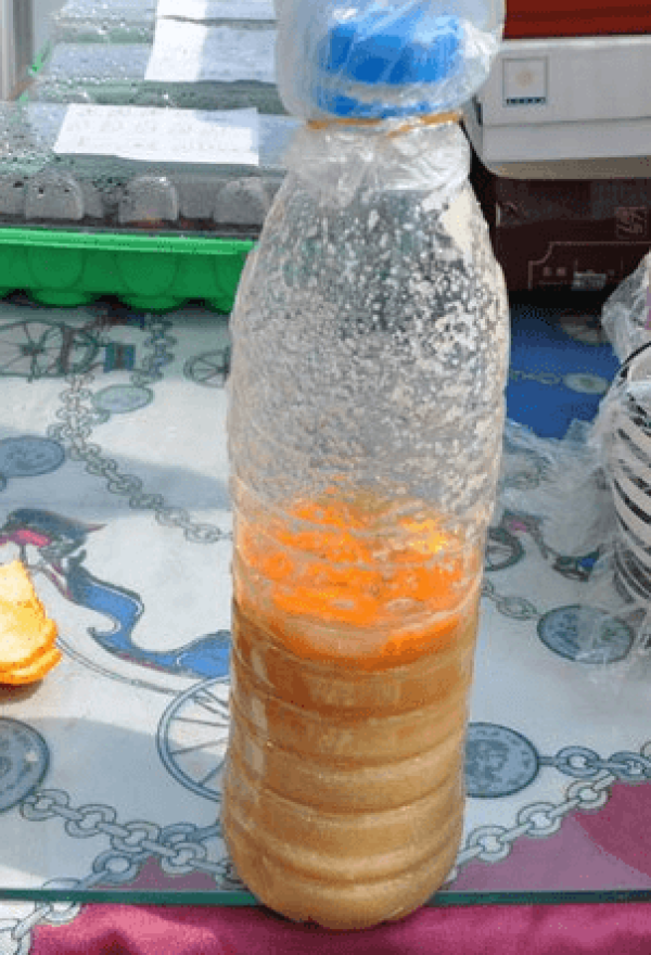 Cultivating gardenia microphylla with soybean milk residues