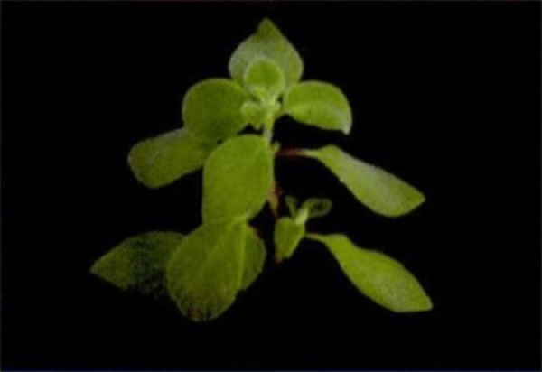 Selecting Dolphin Flower Cutting Branch