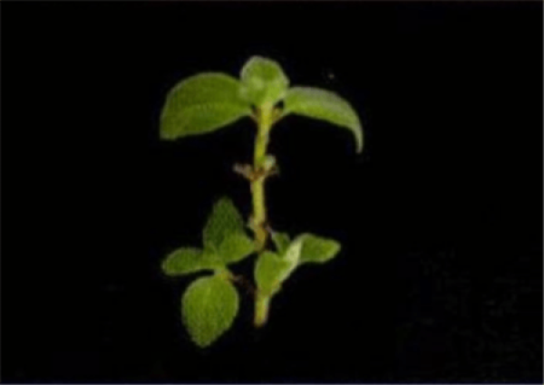 Selecting Dolphin Flower Cutting Branch