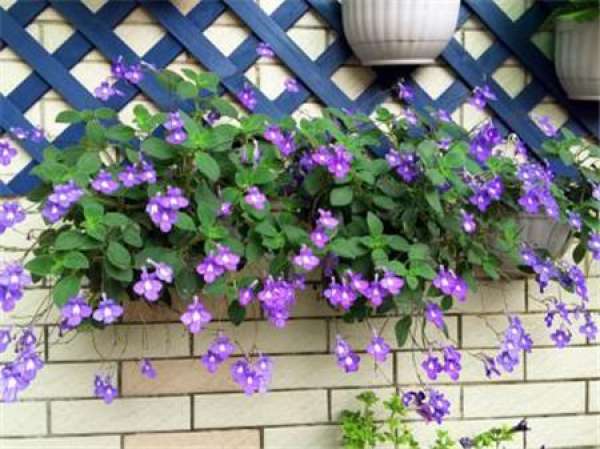 Dolphin flowers in full bloom