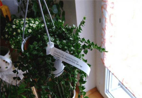 Herba Lysimachiae Christinae water