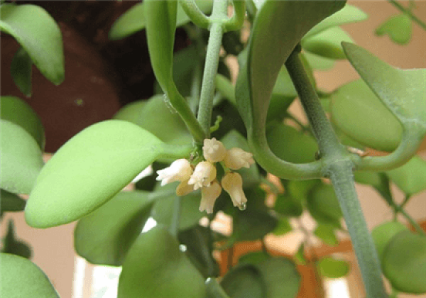 Herba Lysimachiae Christinae water