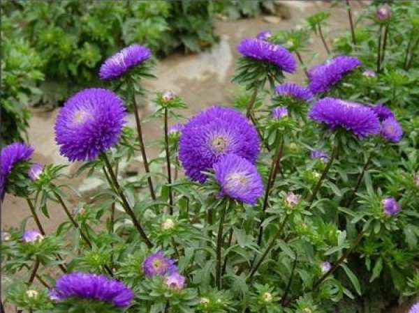 When does the aster bloom?