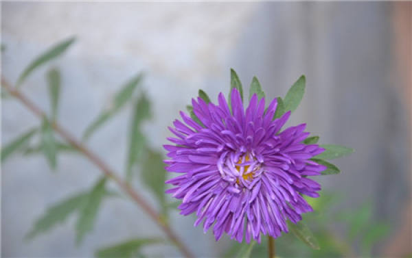 When does the aster bloom?