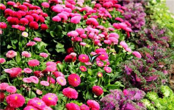 When does the aster bloom?
