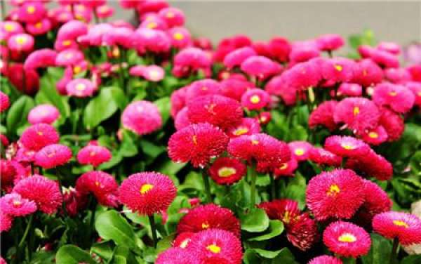 When does the aster bloom?