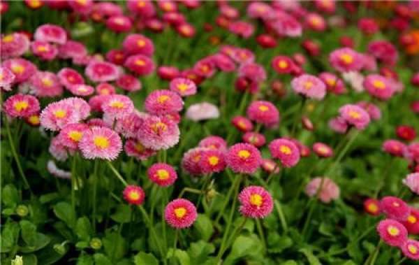 When does the aster bloom?