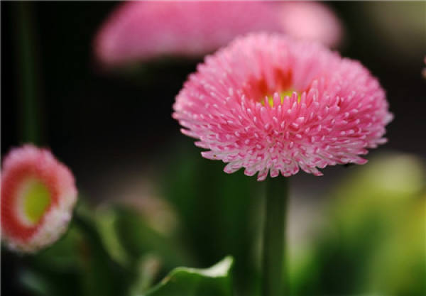 When does the aster bloom?