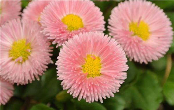 Callistephus chinensis blossom appreciation