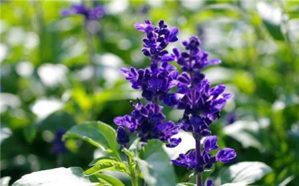 Florescence of Salvia coerulea