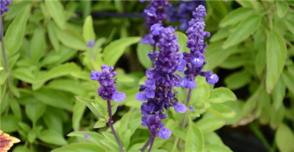 Florescence of Salvia coerulea