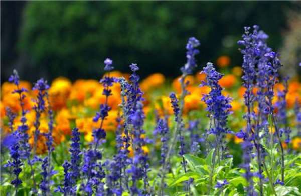 Florescence of Salvia coerulea