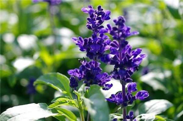 Florescence of Salvia coerulea