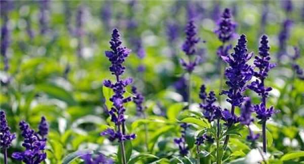 Florescence of Salvia coerulea