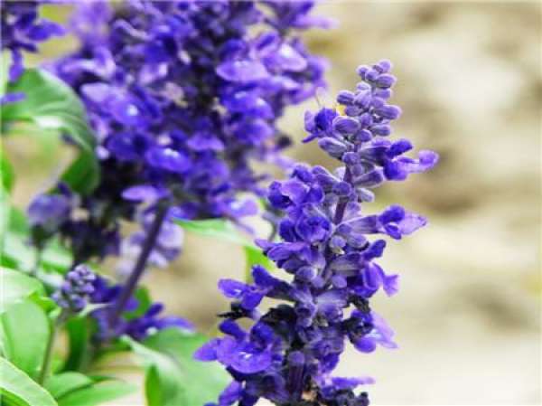 florescence of Salvia blue