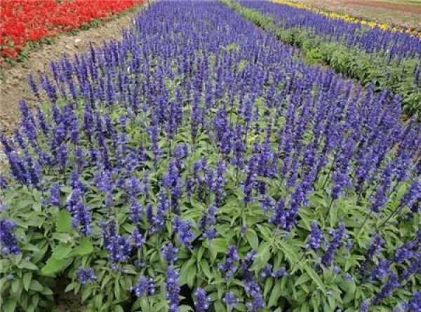 Salvia coerulea flower appreciation