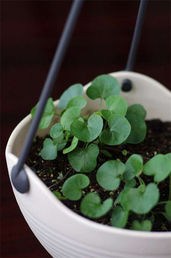 Maintenance and Illumination of Dichondra repens